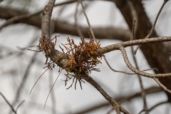 Arceuthobium campylopodum