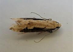 Crypsitricha generosa