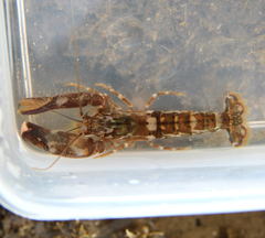Alpheus novaezealandiae