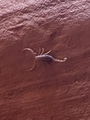 Paravaejovis confusus