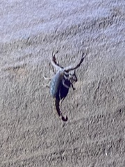 Paravaejovis confusus