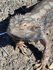 Pogona barbata