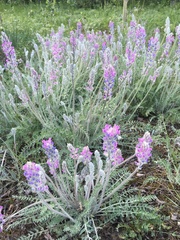 Oxytropis splendens