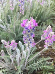 Oxytropis splendens