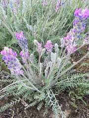 Oxytropis splendens
