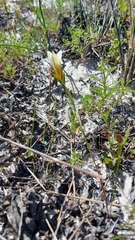 Romulea schlechteri