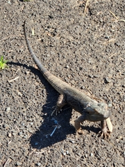 Pogona barbata