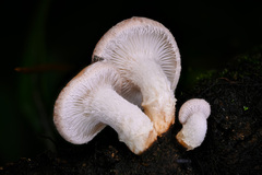 Lentinula boryana