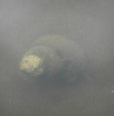 Cipangopaludina chinensis