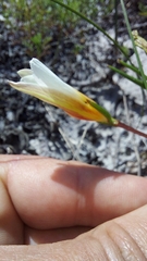 Romulea schlechteri