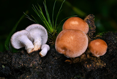 Lentinula boryana