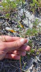 Romulea schlechteri