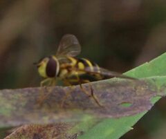 Syrphus knabi