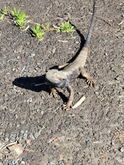 Pogona barbata