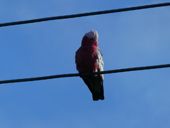 Eolophus roseicapilla albiceps