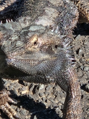 Pogona barbata