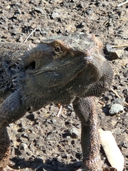 Pogona barbata