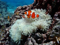 Heteractis magnifica