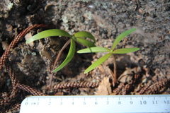 Araucaria heterophylla