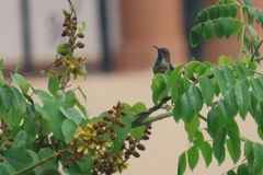 Nectariniidae