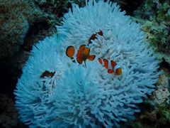 Heteractis magnifica