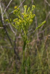 Solidago ohioensis
