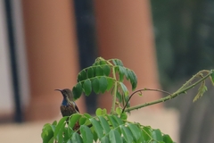 Nectariniidae