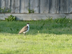 Vanellus miles novaehollandiae