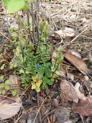 Gentiana glauca
