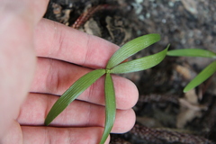 Araucaria heterophylla