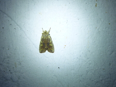 Lithophane hemina