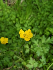 Ranunculus lappaceus
