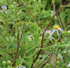 Symphyotrichum prenanthoides