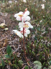 Pyrola grandiflora