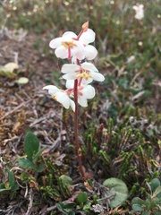 Pyrola grandiflora