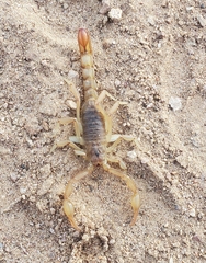 Paravaejovis spinigerus