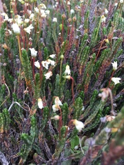 Cassiope tetragona