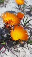 Lampranthus