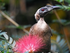 Philemon buceroides