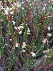 Cassiope tetragona