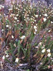 Cassiope tetragona