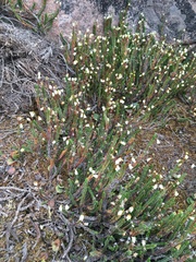 Cassiope tetragona