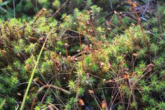 Polytrichum commune