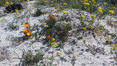 Lampranthus