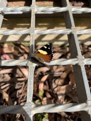 Vanessa itea