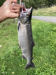 Oncorhynchus kisutch