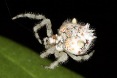 Ordgarius magnificus