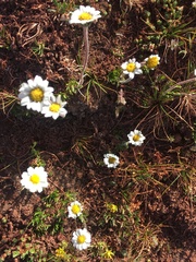 Chrysanthemum integrifolium