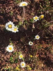Chrysanthemum integrifolium