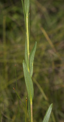 Solidago ohioensis